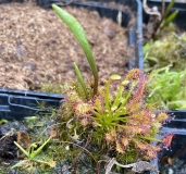 Moor-Orchidee Pogonia ophioglossoides mit Sonnentau