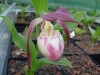 Cypripedium Sabine Jungpflanze