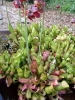 Moor-Begleitpflanze sarracenia purpurea Jungpflanze