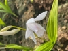 Bletilla - Japanorchidee im Mix