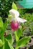 Cypripedium reginae  Jungpflanze