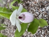 Cypripedium Vicky`Delight